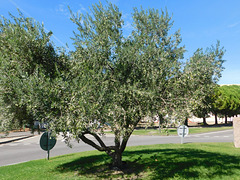 Sur un rond-point : un olivier