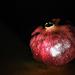 pomegranate DSC 9820