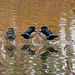 Wood Ducks on a local pond