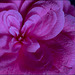 Cœur de fleur de camélia - Kamelienblüten herz - Camellia flower hearts