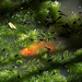 20150605 8357VRAw [D~RI] Erdkröten-Kaulquappen (Bufo bufo), Goldfisch (Carassius auratus auratus, Rinteln