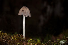 44/366: Elderly Mushroom