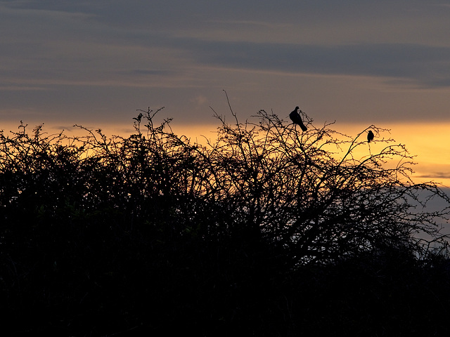Silhouettes at Twilight