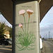 Mural painting - botanical series.