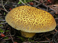 A beauty from mushroom season