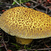 A beauty from mushroom season