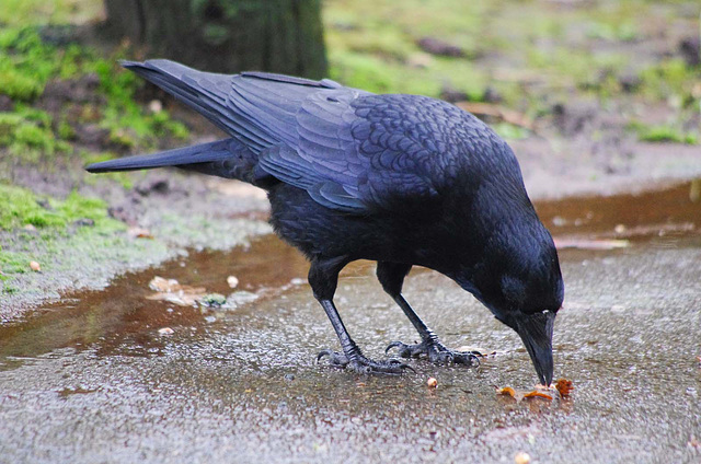 Crow with nuts