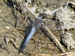 Black-tailed Skimmer m Orthetrum cancellatum 04-07-2012 16-33-56