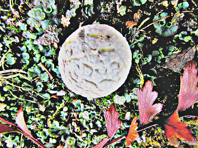 Fungi and Leaves.