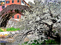 Albero solitario vive sotto un ponte romano un momento di fioritura gioiosa
