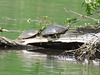 Painted turtles enjoying sunshine