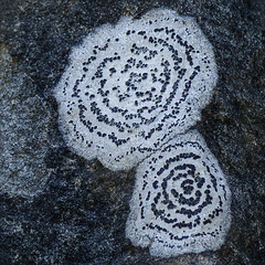 Black and white lichen
