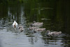 Sweden, Stockholm, Swan Family in the Pond of the Park of Drottningholm