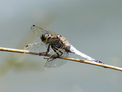 Black-tailed Skimmer m Orthetrum cancellatum 04-07-2012 16-37-50
