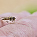 Friendly Hoverfly