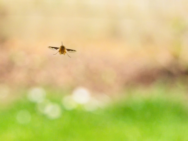 Bee Fly in Flight (+PiP)