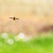 Bee Fly in Flight (+PiP)
