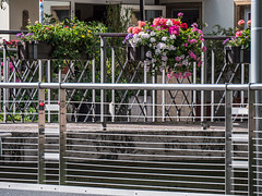 Flowery fencescape with one lonesome red padlock (000°)
