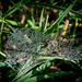 43/2018 (MM 2.0 Nr.71) Ich suchte Spinnweben auf der Wiese, aber es waren alles Öko-Traumfänger.