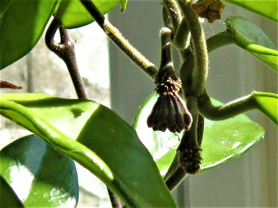New flowers showing on the hoya