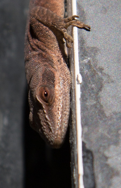 Lizard in a niche
