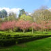 Cherry Blossom Park