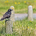 Crow on a Post