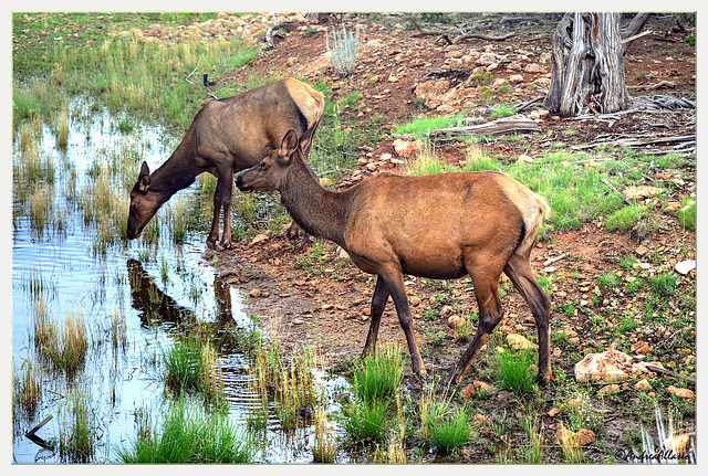 Elk females - Alci femmine