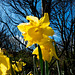 Daffodils in the sun.
