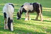 Country House ponys
