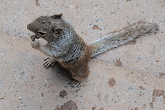 Zion Nat Park, Spotted ground squirrel