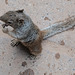 Zion Nat Park, Spotted ground squirrel