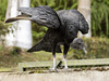 Black Vulture / Rabengeier / Urubu noir
