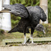 Black Vulture / Rabengeier / Urubu noir