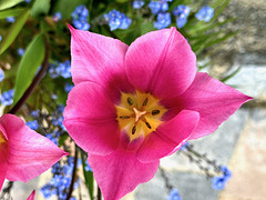 Staubblätter und Stempel in der Tulpenblüte