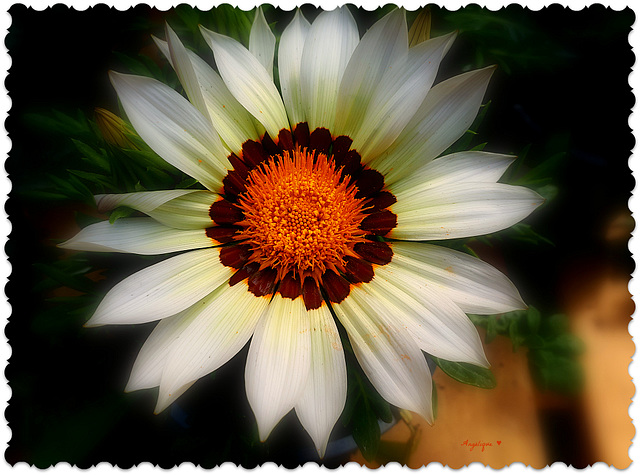 Gazania............HFF/ à tous !