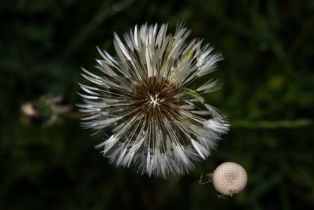 BESANCON: Une fleur de Pissenlit (ou Dent-de-lion) (Pappus). 05