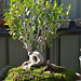 Ficus Retusa No2