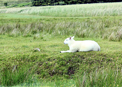 Schaf auf der grünen Weide