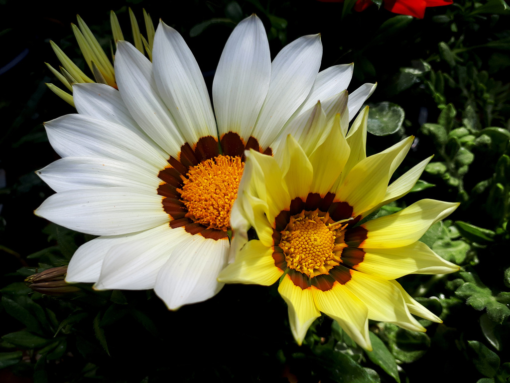 Gazania