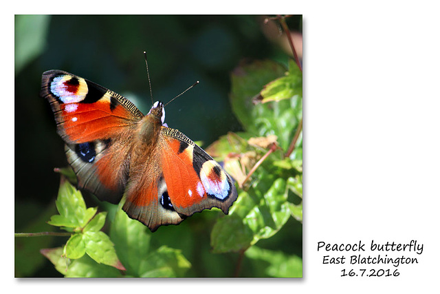 Peacock - East Blatchington - 16.7.2016