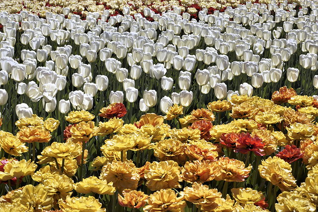 Floral Regression, Take #1 – Canadian Tulip Festival, Dow’s Lake, Ottawa, Ontario, Canada