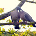Taubenpaar - Zuneigung oder Liebe