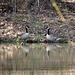 Canada geese by the pond