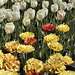 Floral Regression, Take #2 – Canadian Tulip Festival, Dow’s Lake, Ottawa, Ontario, Canada