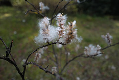 Salix caprea, Canada