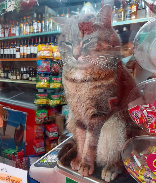 Comment ce beau chat dans la vitrine ? How much that pretty cat in the window