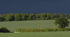 Suffolk fieldscape