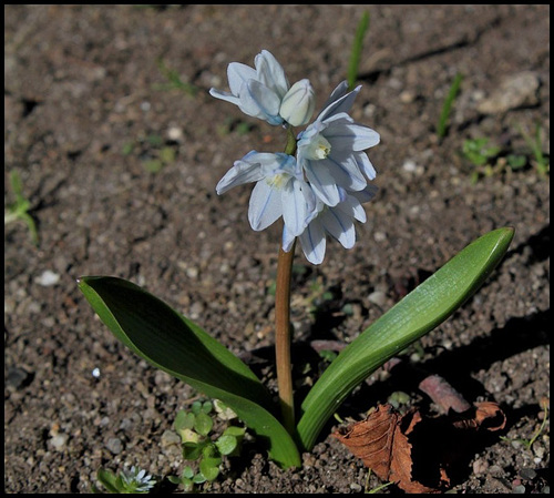 Puschkinia- Petites bulbeuses du jardin Henri Vinay (2) Puschkinia- Petites bulbeuses du jardin Henri Vinay (2)