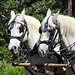 Horses (Percherons?) pulling wagon, Bar U Ranch